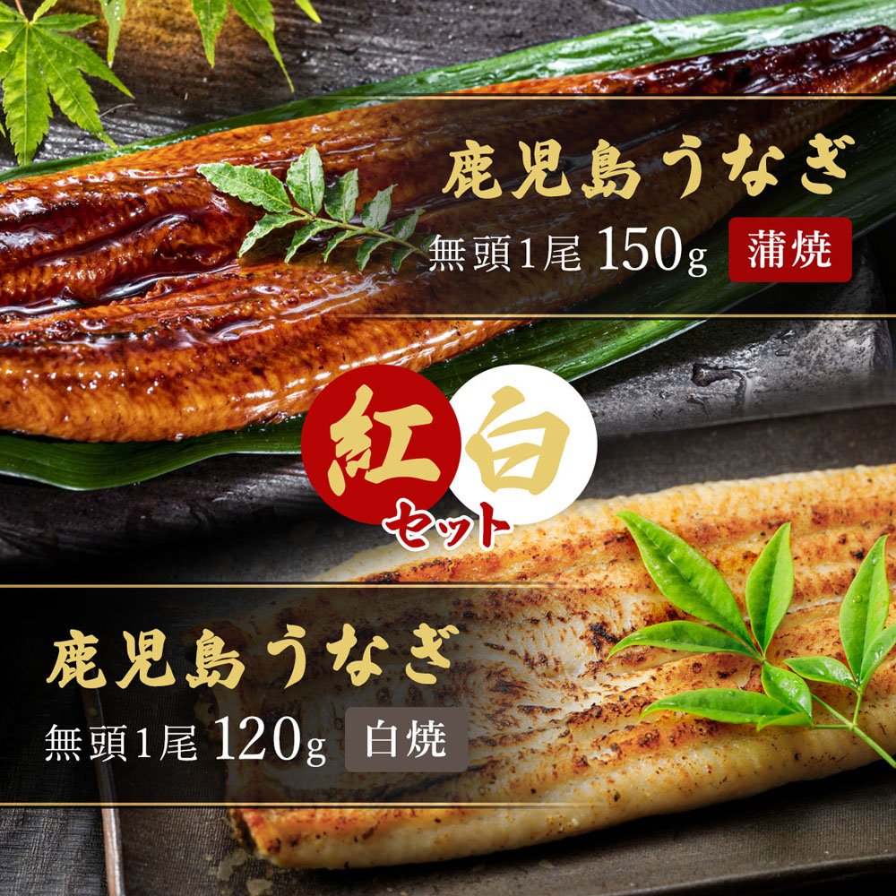 【紅白セット】鹿児島うなぎ無頭 (蒲焼1尾150g+白焼1尾120g)×1セット ※タレ・山椒付